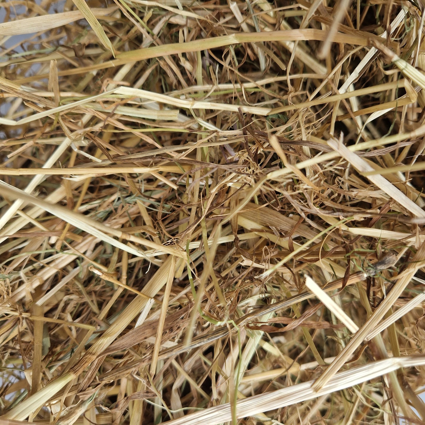Wild About Bunnies Hay Samples