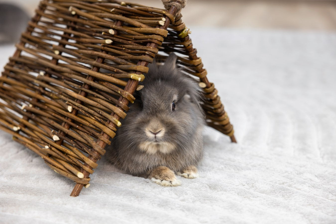 Willow Teepee