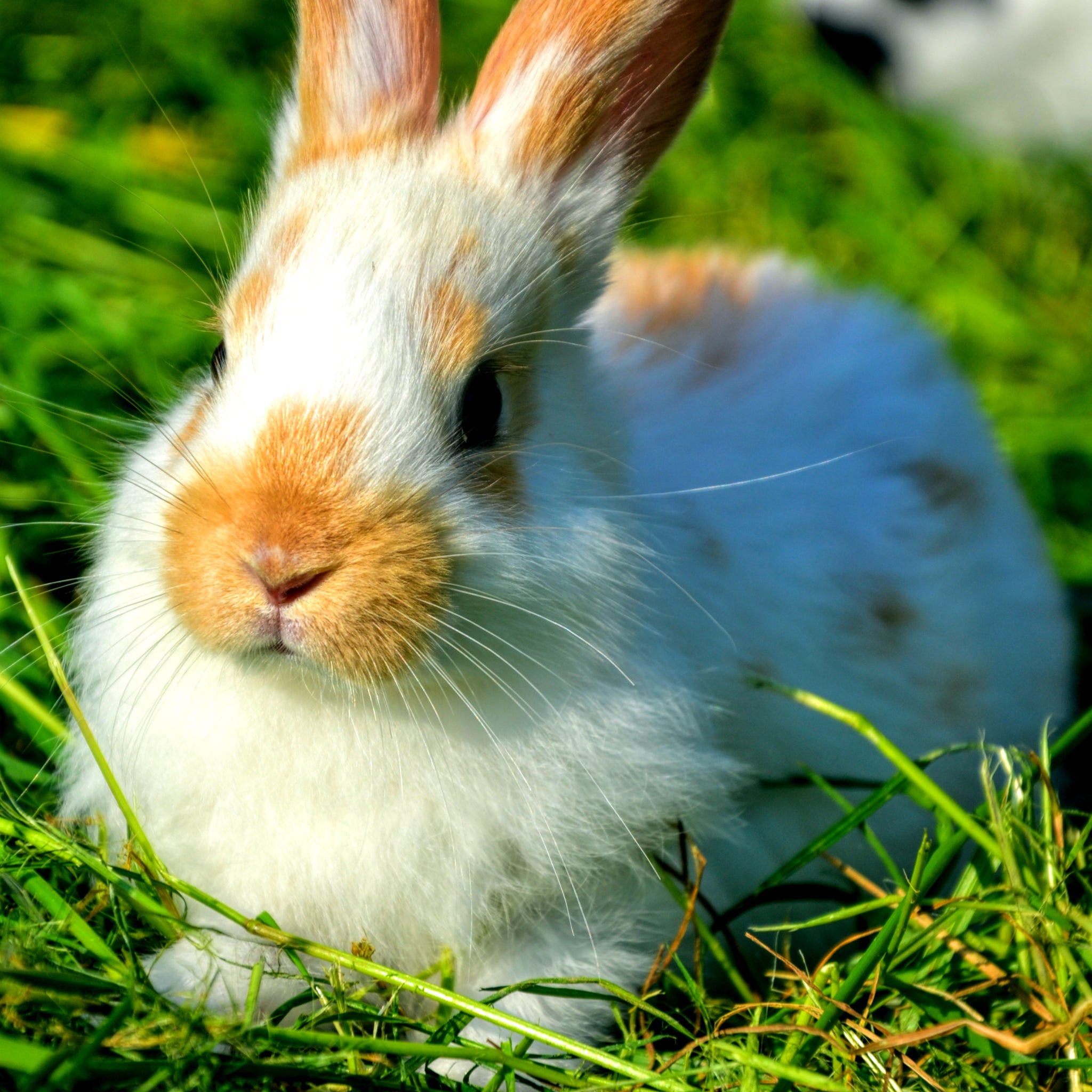 Natural product range for rabbits. Natural wood rabbit products, natural forage, natural hay, natural treats, natural rabbit goodies, natural wood hay racks, natural wood toys, natural rabbit toys.