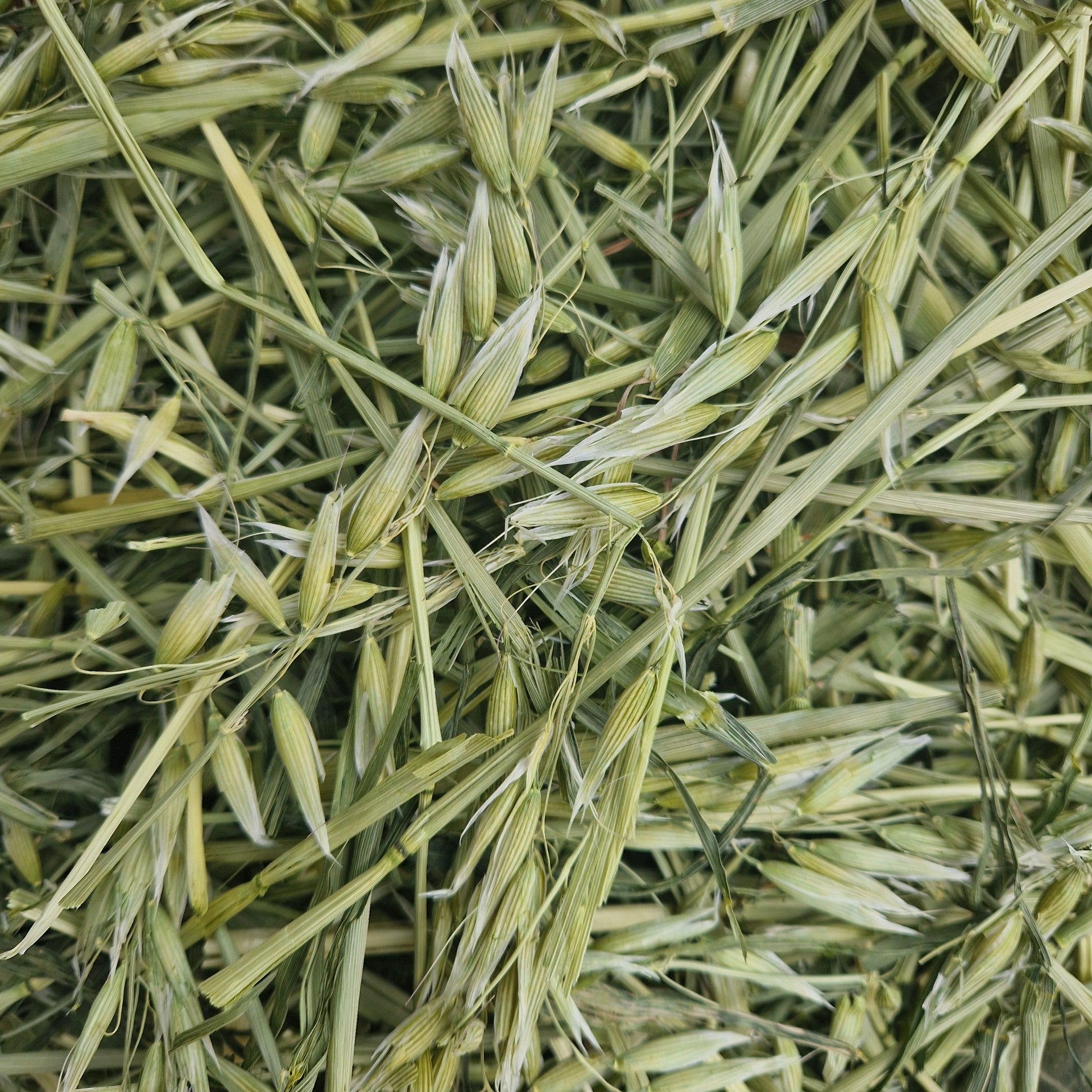 Green Oat Forage - Main Image
