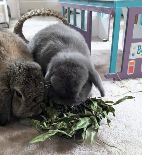 Willow Wreath