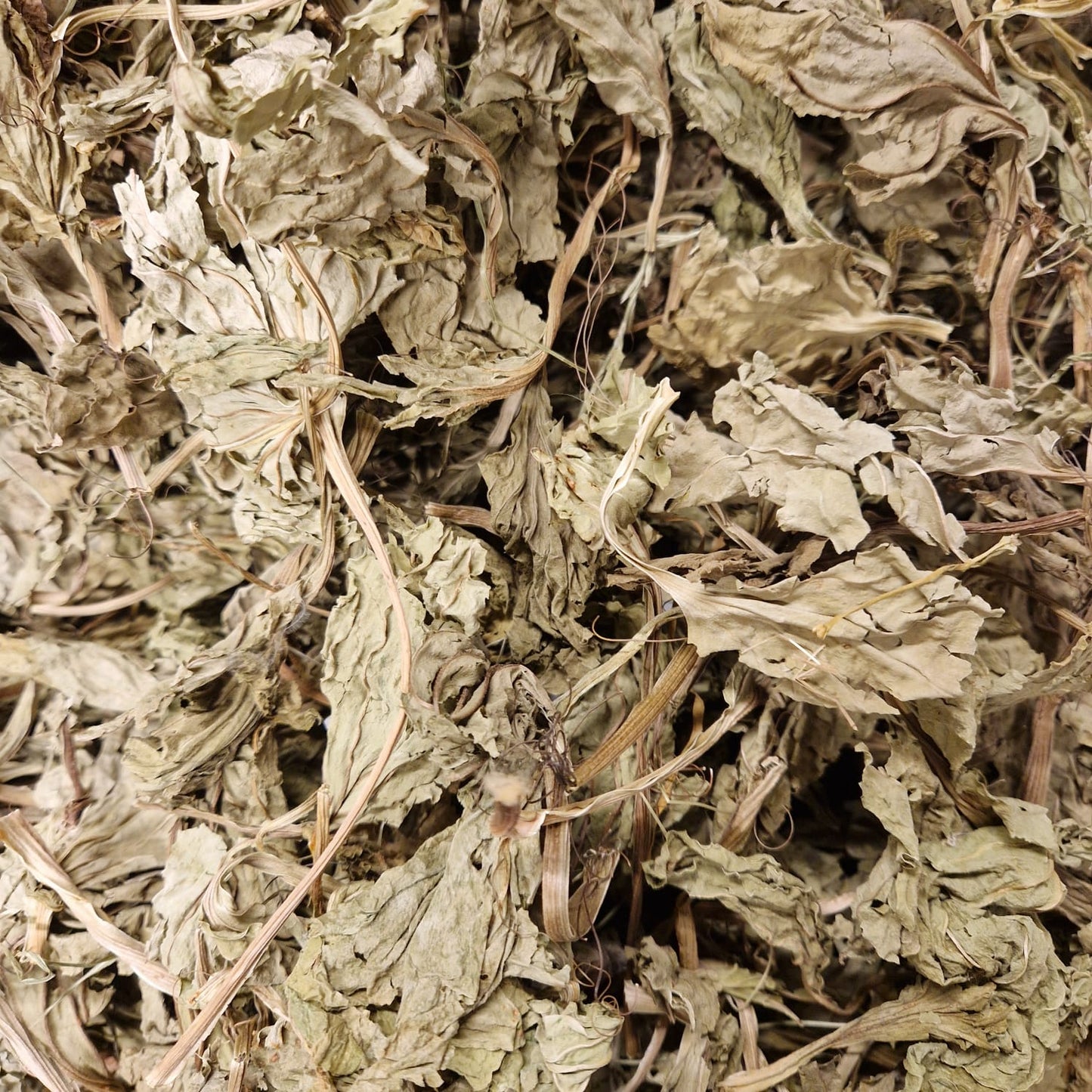 Broadleaf Plantain