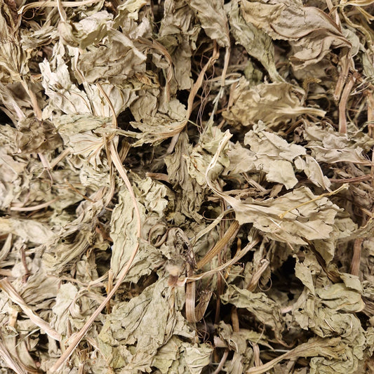 Broadleaf Plantain