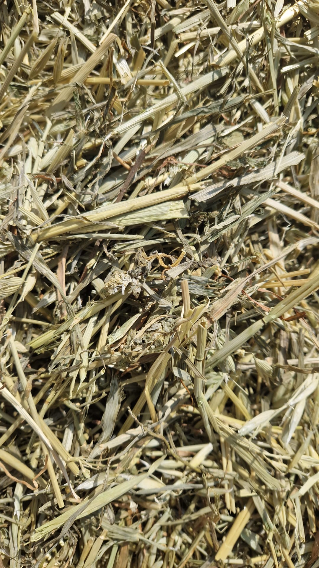 Green Oat Forage 3kg Box