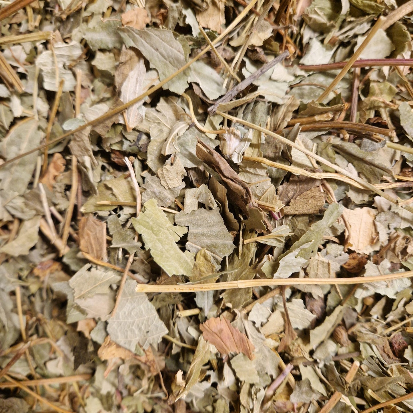 Strawberry Leaves - smaller leaves
