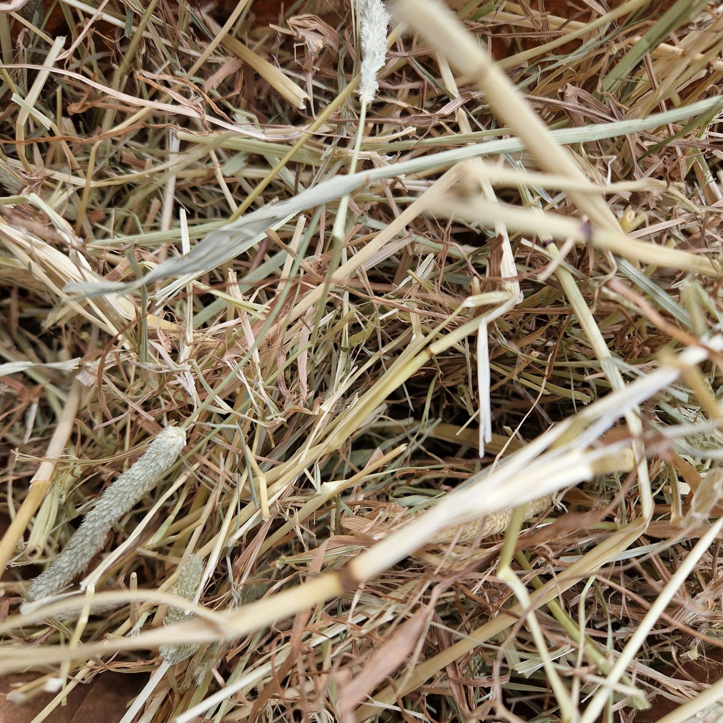 Wild About Bunnies Long Stem Timothy Hay Box