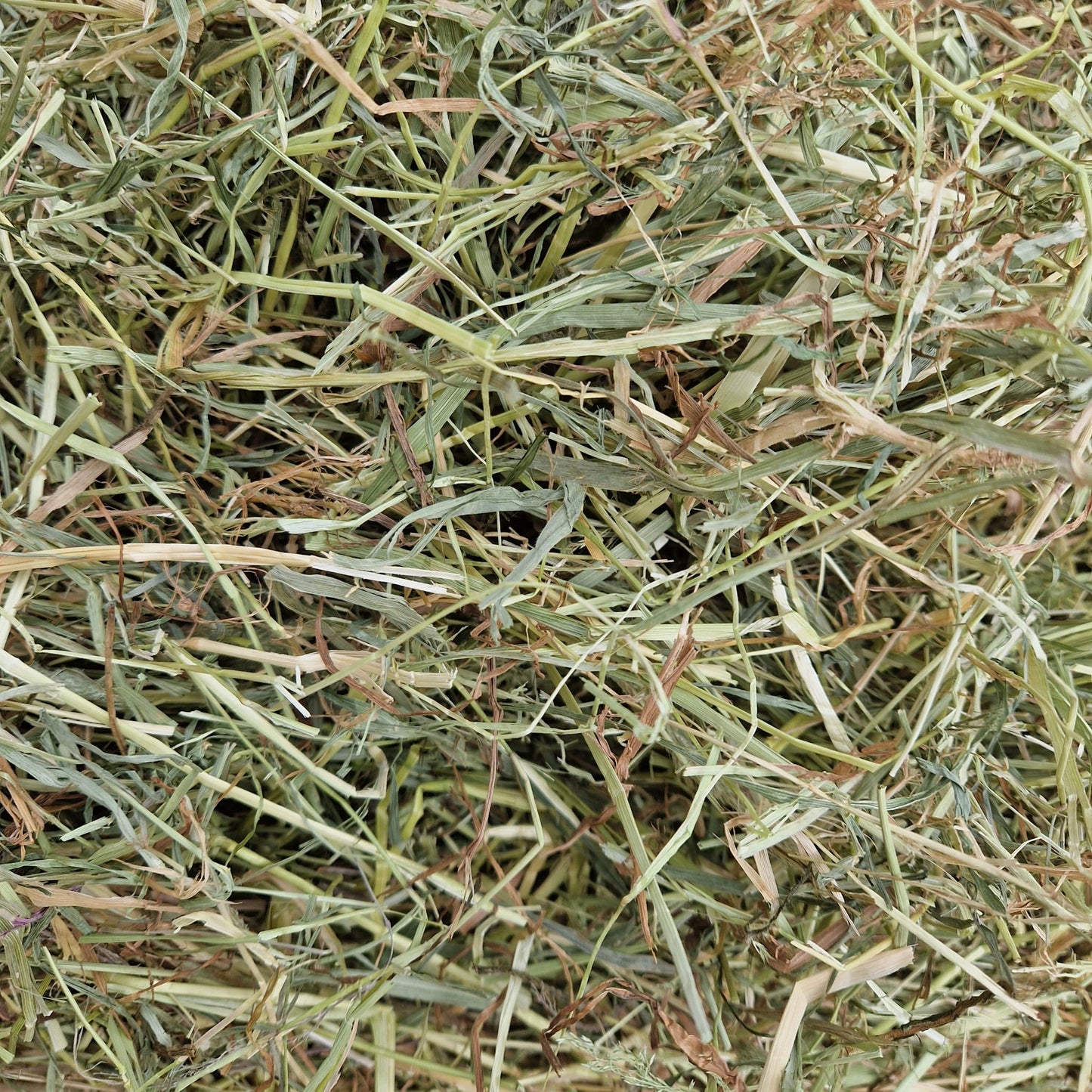 Wild About Bunnies 1st cut Timothy Hay Box (New Harvest)