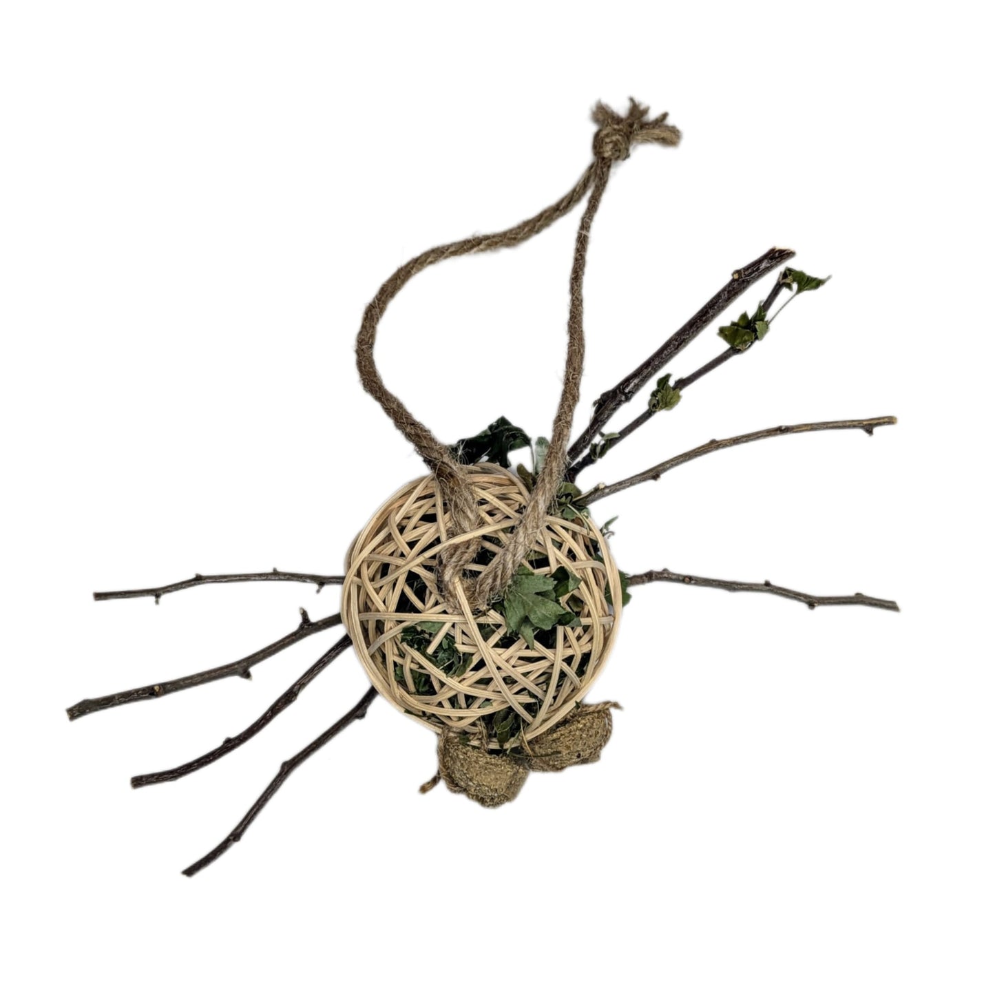 Hawthorn Spider