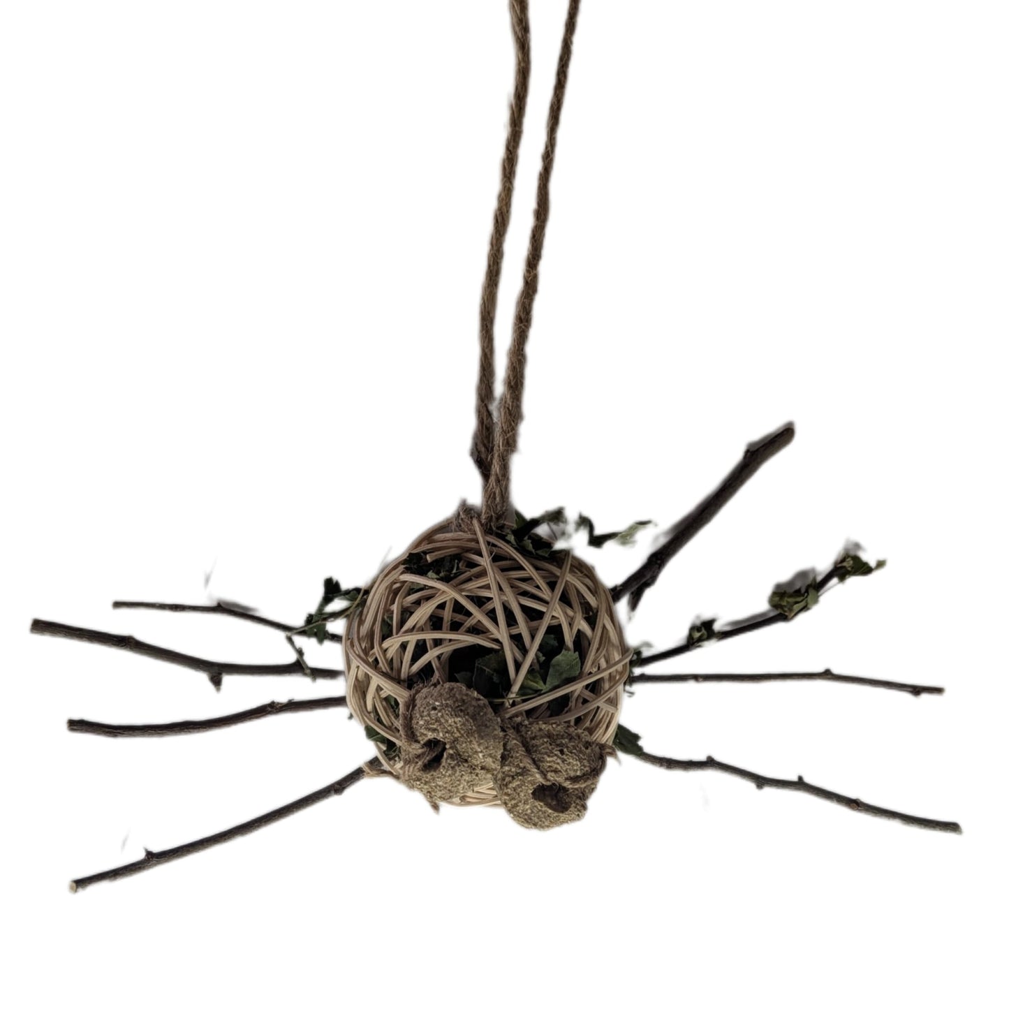 Hawthorn Spider