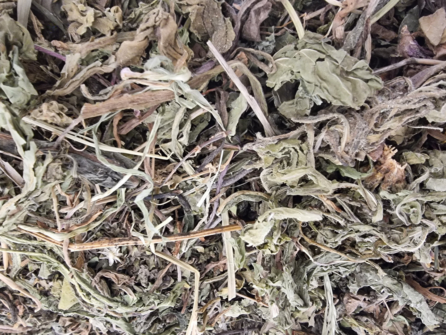Dandelion Leaf and Stem