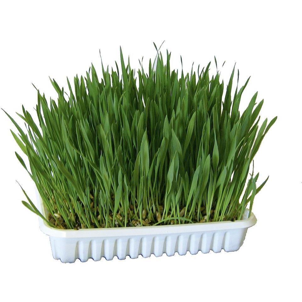 Grass for Rabbits
