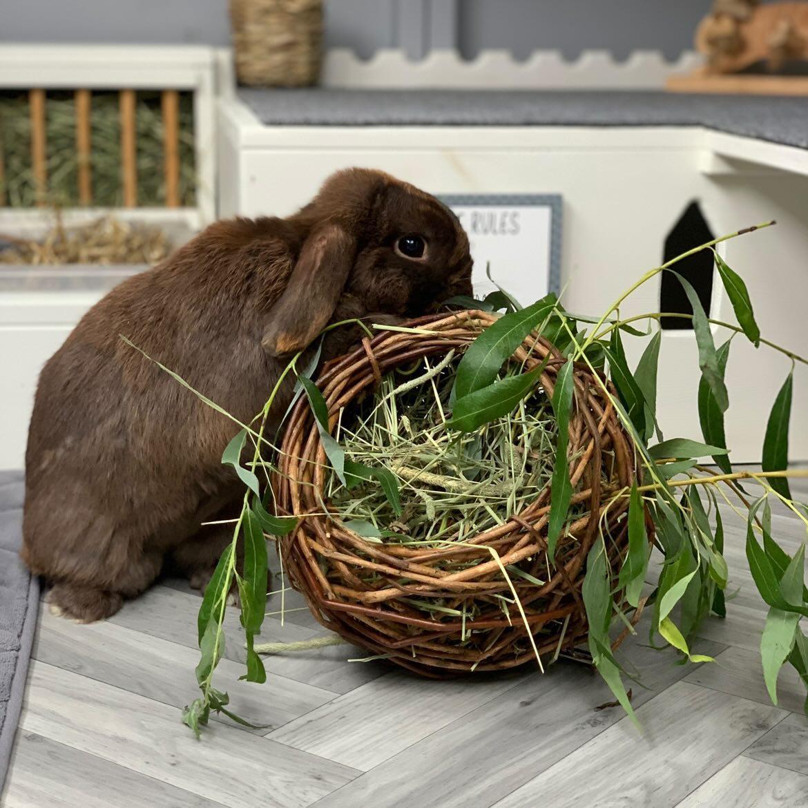 Willow Nest