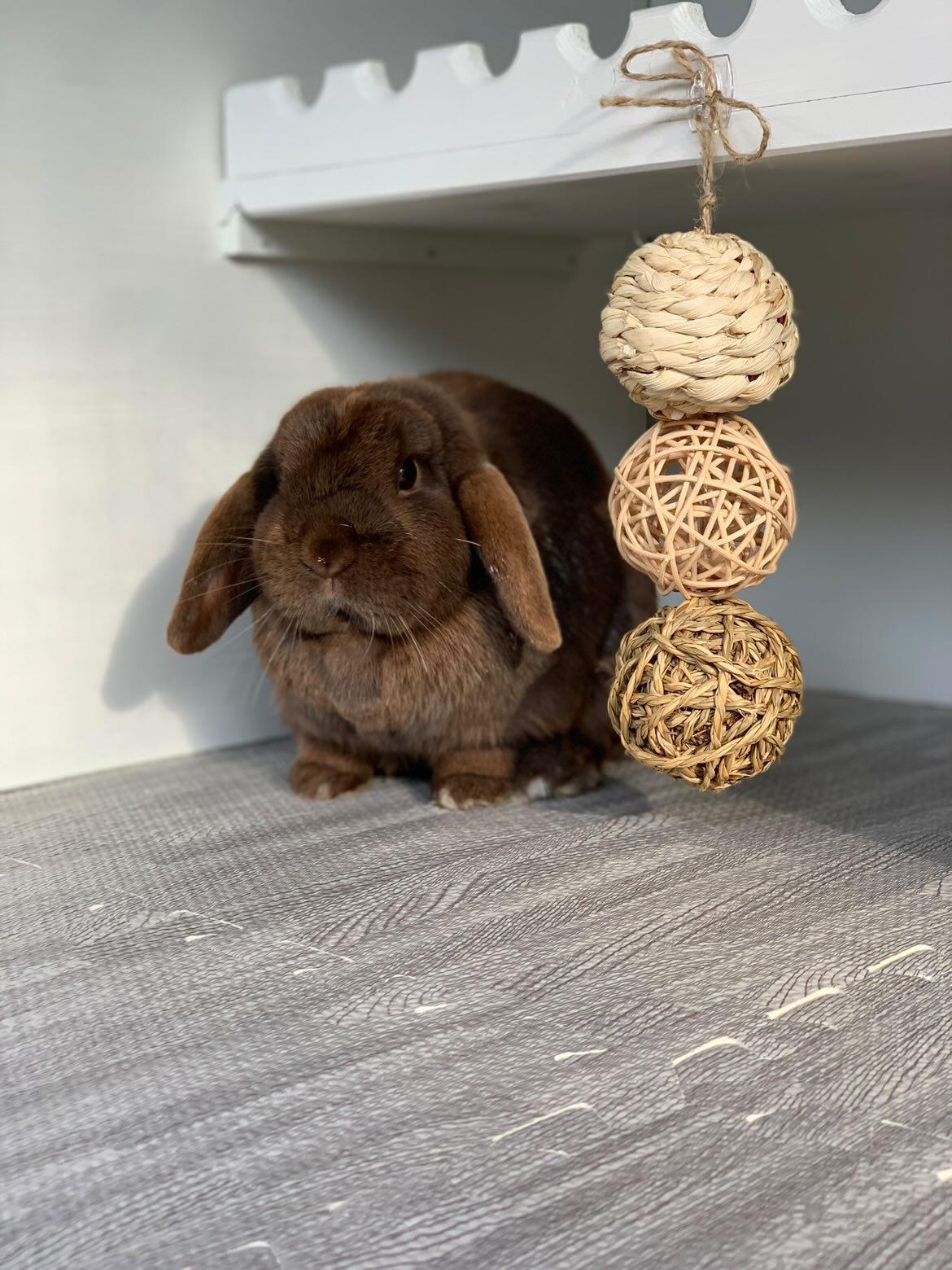 Ball Hanger