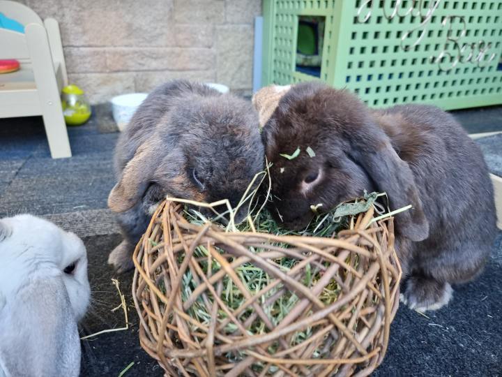 Willow Nest