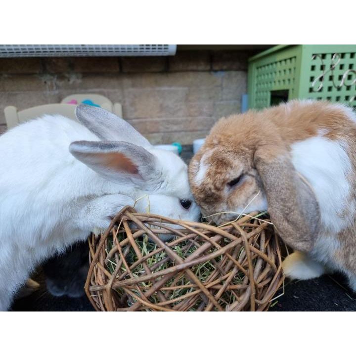 Willow Nest