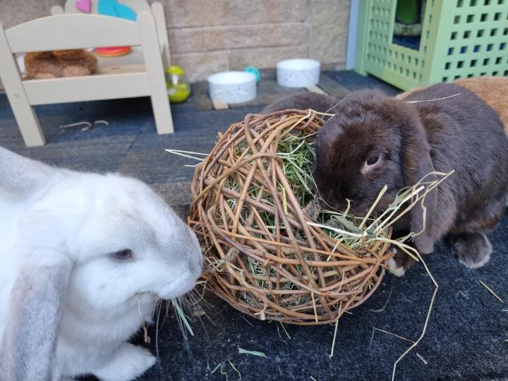 Willow Nest