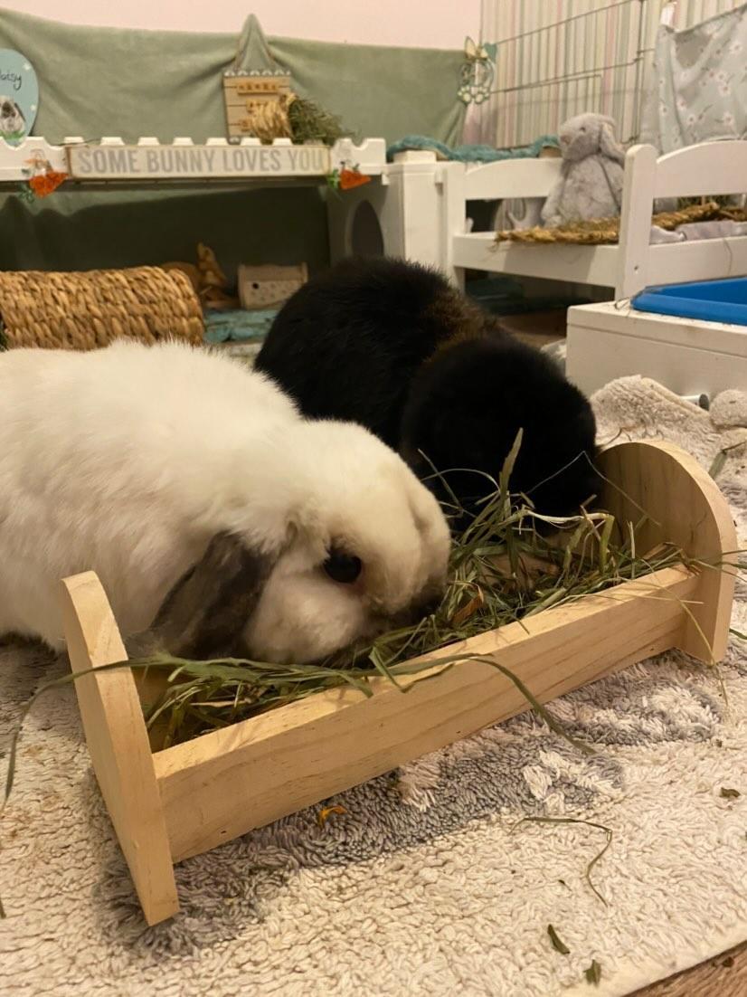Feed Trough