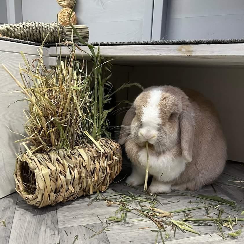 Duo Grass Nest (Double Hay Bomb)