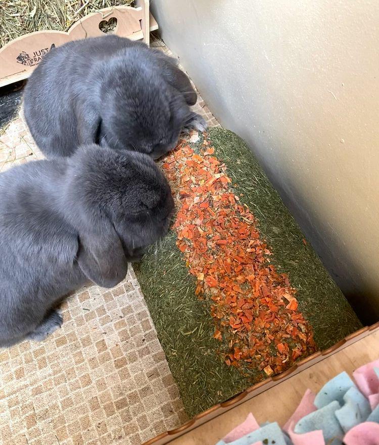 Tunnel Cave with Carrot