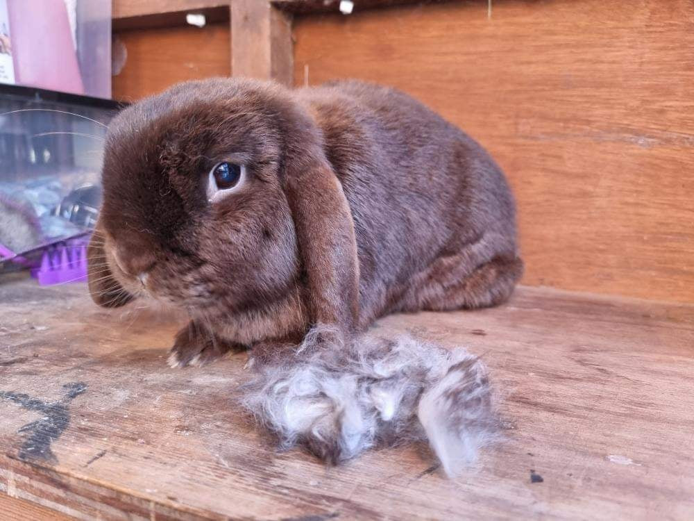 HairBuster Comb