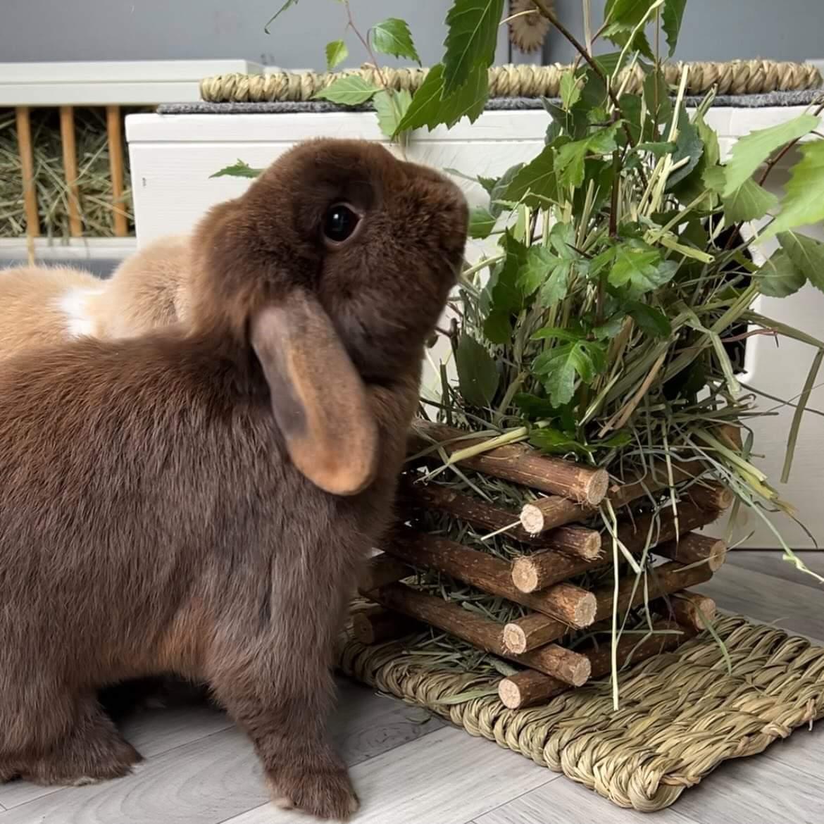 Standing Hay Manger