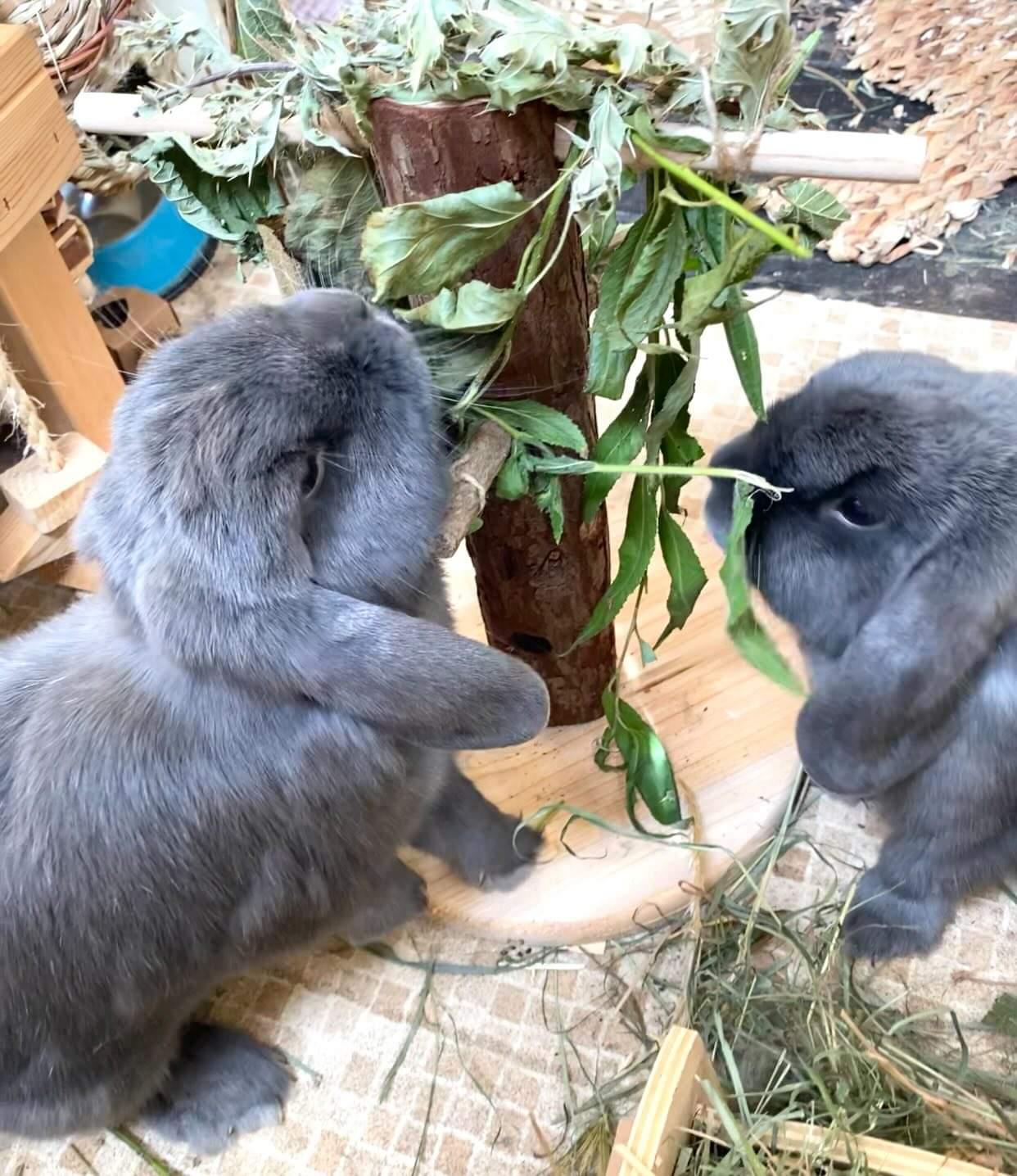 Natural Living Feeding Tree