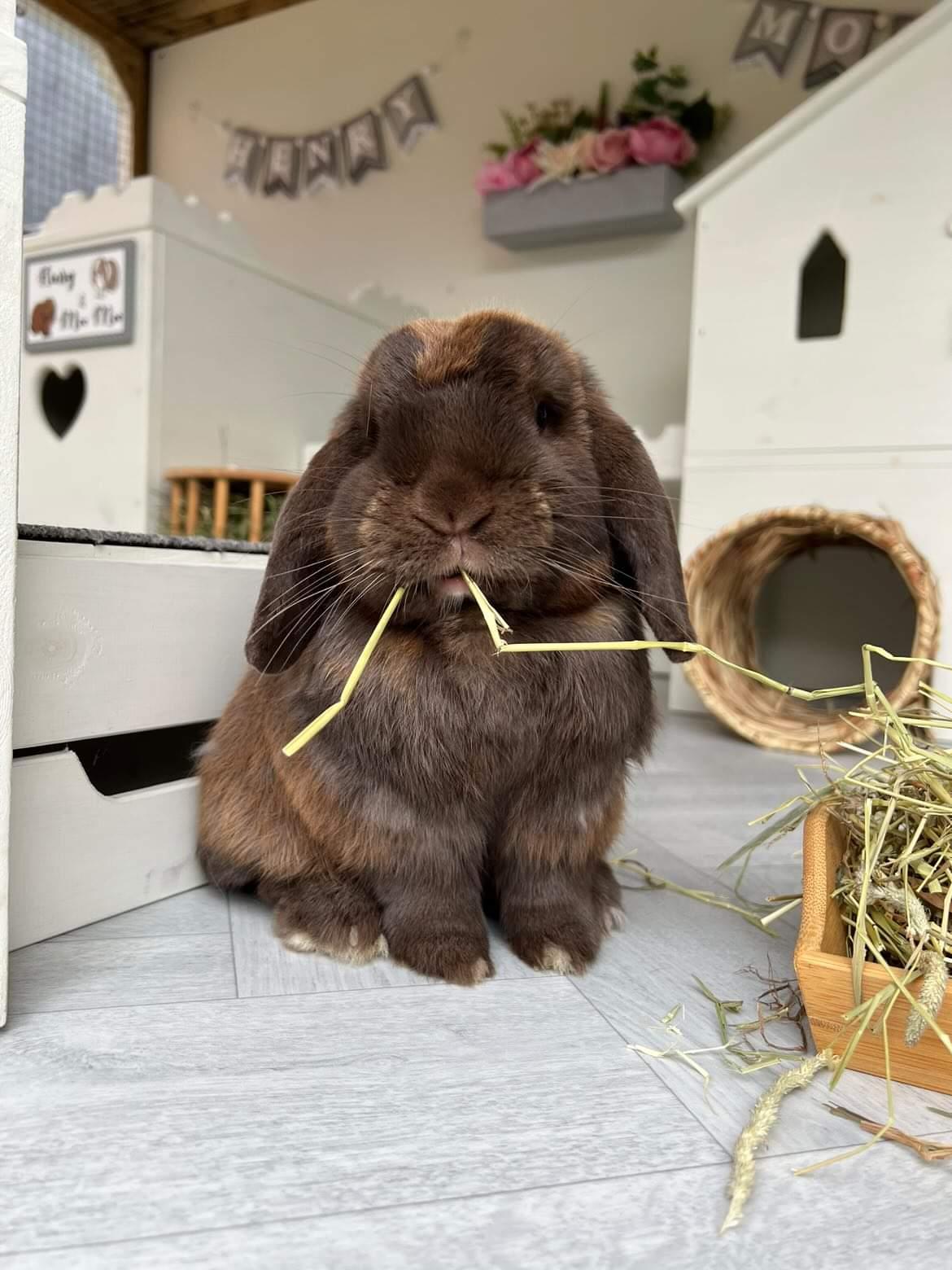 Wild About Bunnies Hay Samples