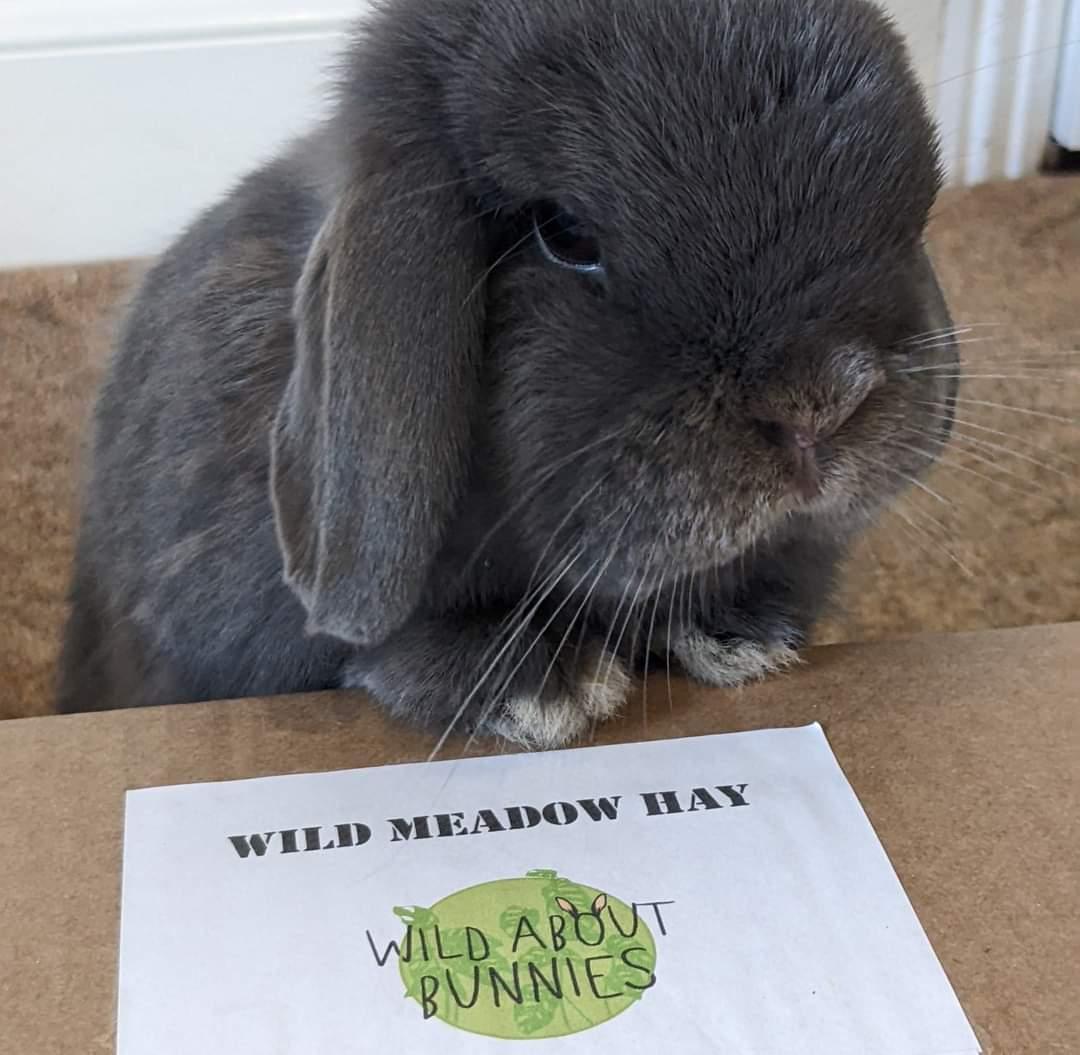 Wild About Bunnies Wild Meadow Hay Box