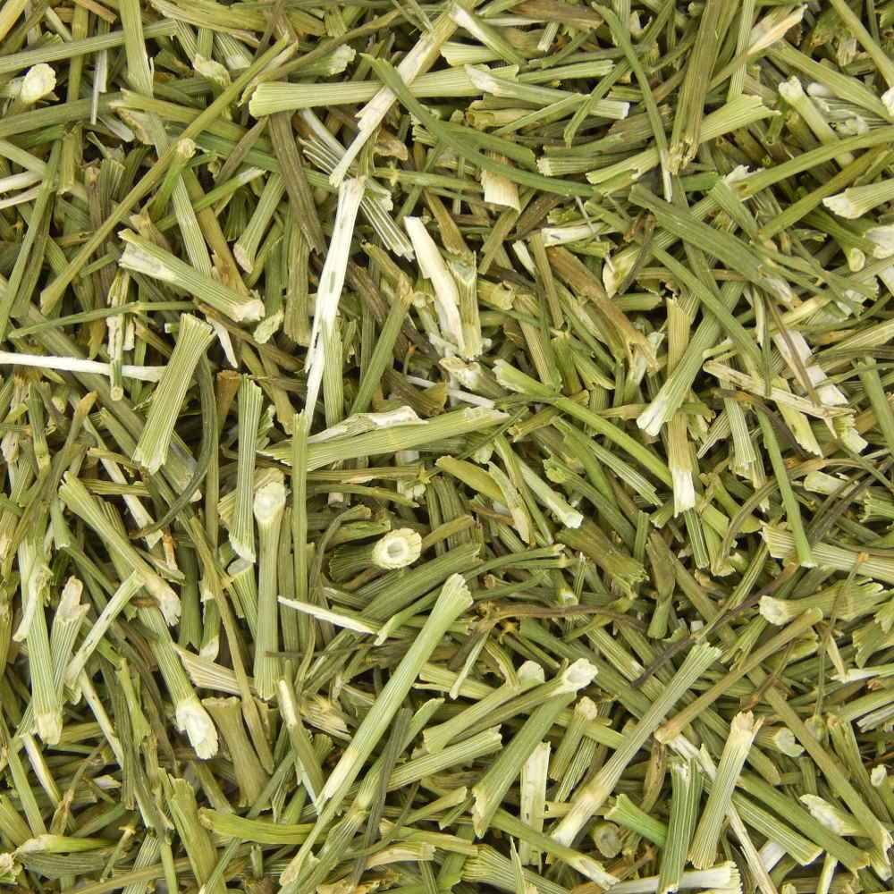 Dill Stalks - Wild About Bunnies