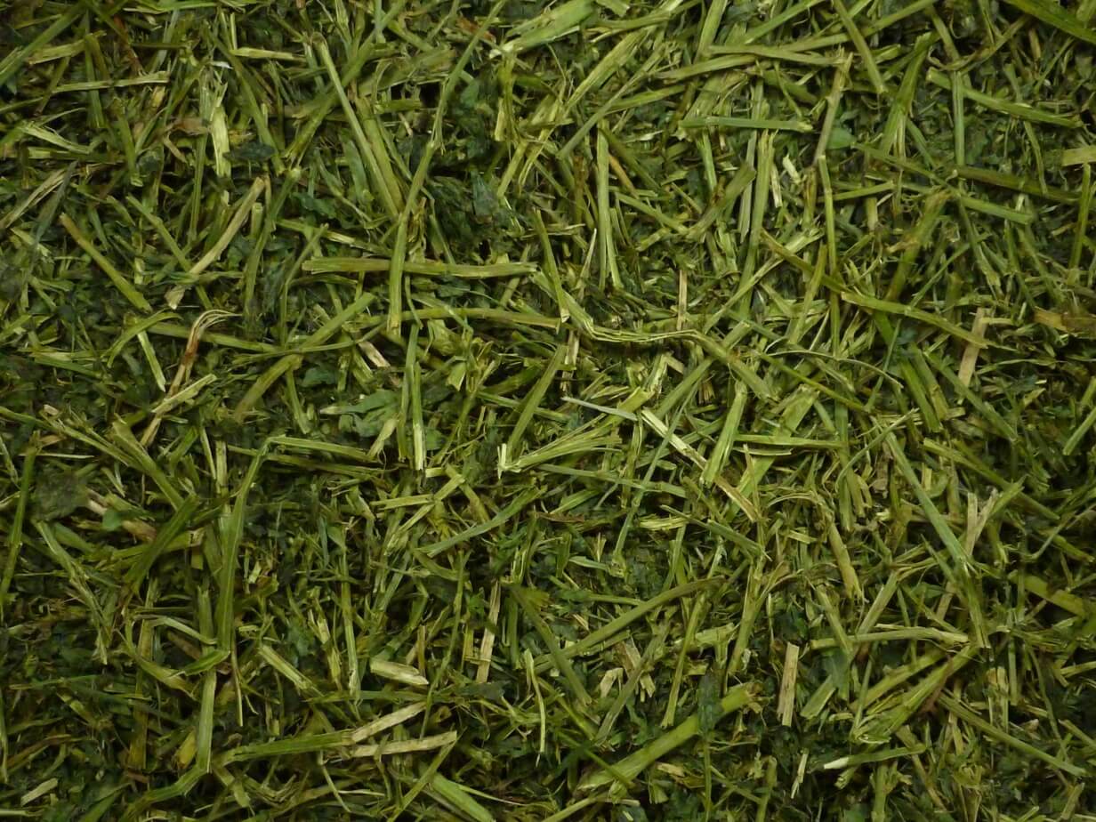 Readigrass 50g trial size (Original, Alfalfa, Green Oat, Timothy)