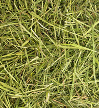 Load image into Gallery viewer, Readigrass 50g trial size (Original, Alfalfa, Green Oat, Timothy)
