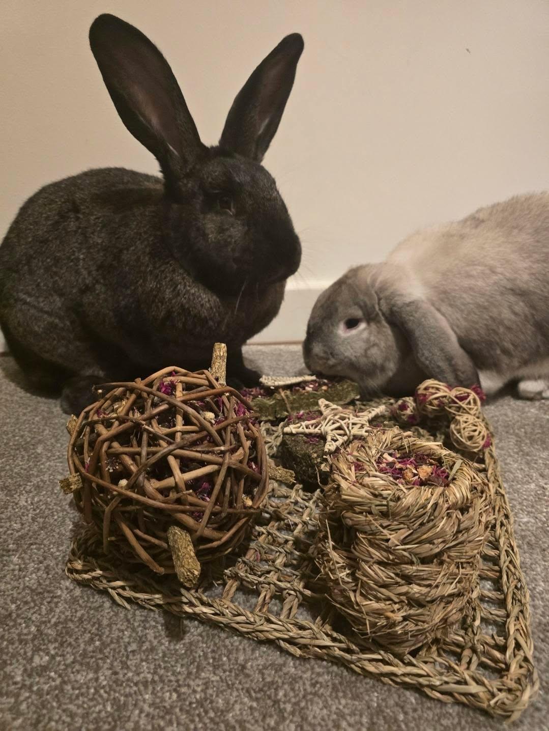 Unleash Your Rabbit's Playful Spirit: Discover the Best Toys at Wild A ...