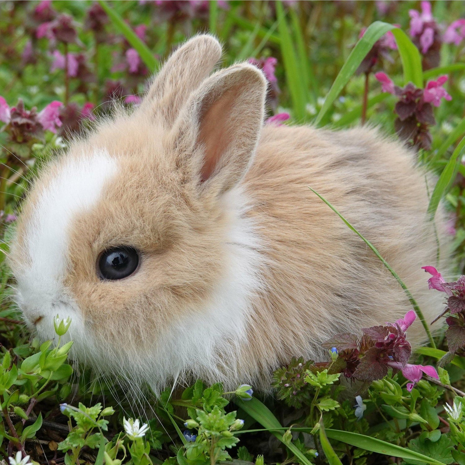 Baby Bunny Essentials - Wild About Bunnies