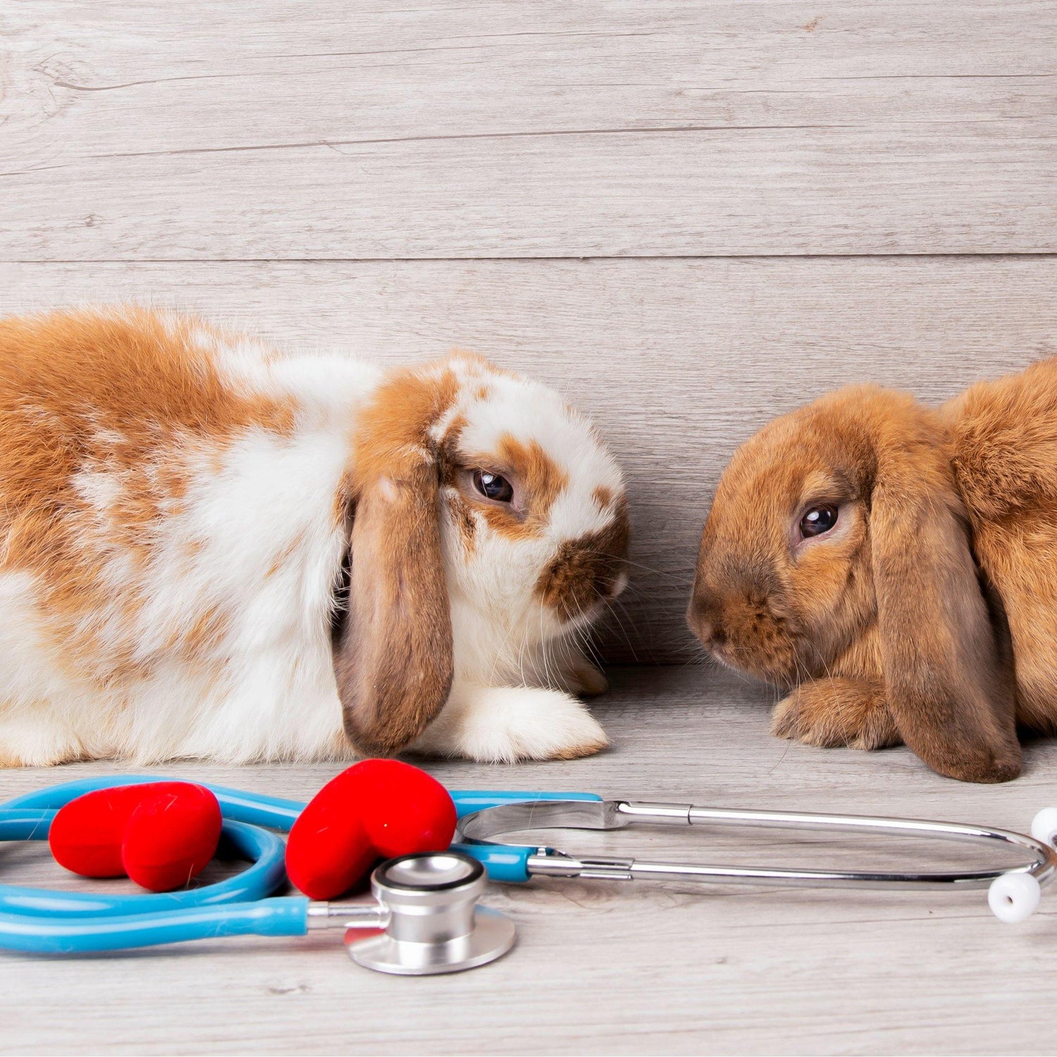 Health - Wild About Bunnies