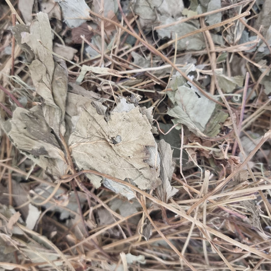 Strawberry Leaves