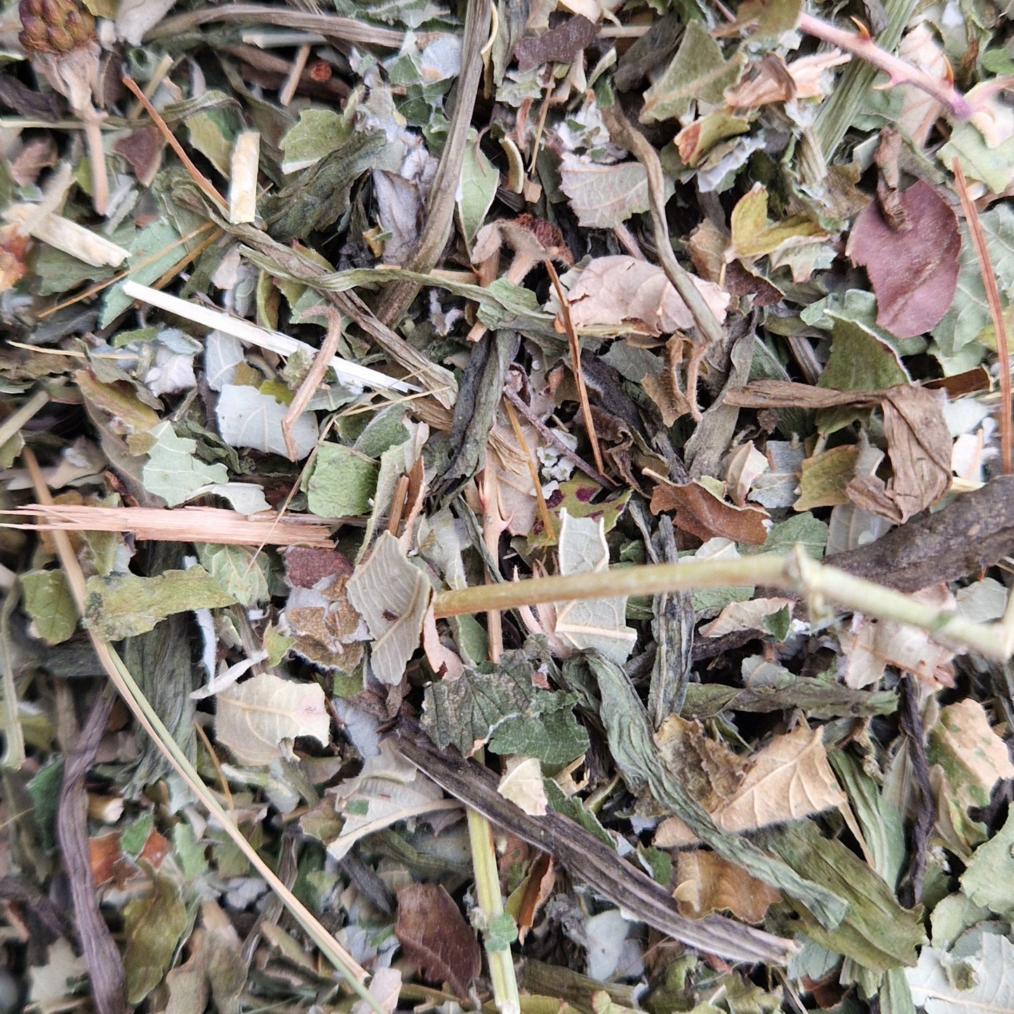 Fine Cut Plantain & Raspberry (hay topper)