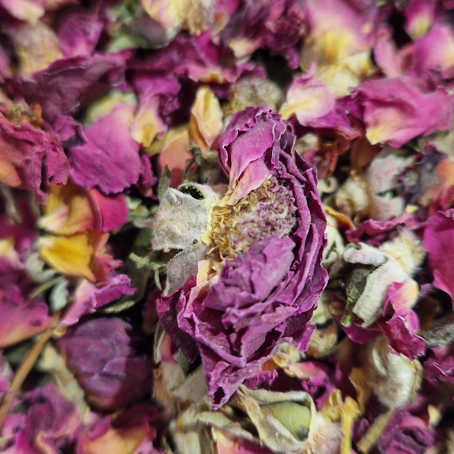 Rose Flowers