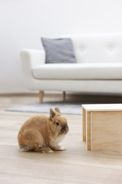 Wooden Rabbit Cabin