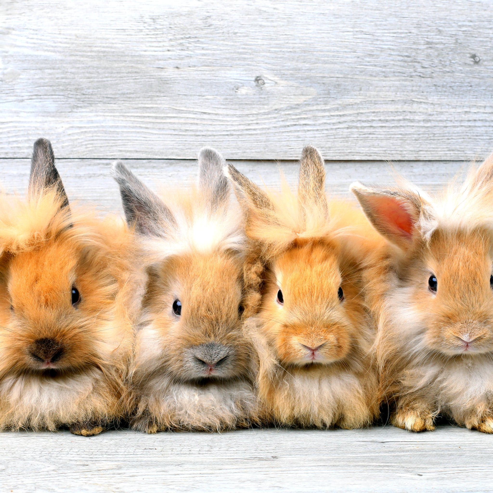 Wild about Bunnies, bunnies, rabbits,  rabbit treats, bunny, treats, forage, rabbit treats, rabbit, toys, hay, timothy hay, meadow hay, pet store, pet shop, rabbit accessories, rabbit brushes, rabbit, treats, bunny treats, rabbit beds, rabbit bowls, balls