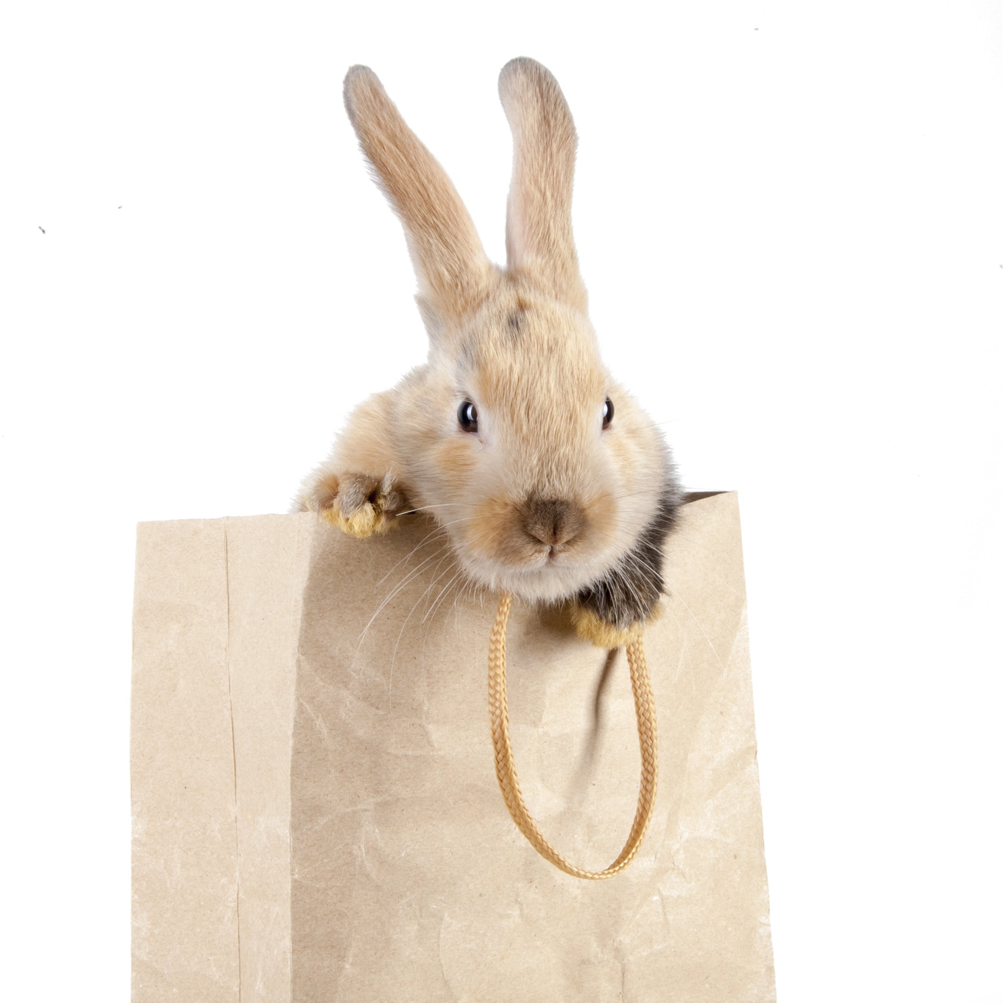 Baby bunny/rabbit essential.