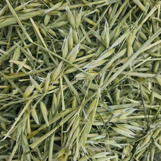 Green Oat Forage