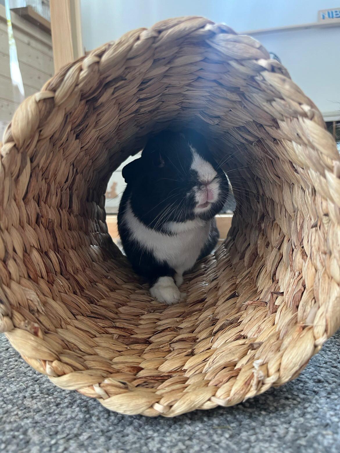 Hyacinth Play Tunnel