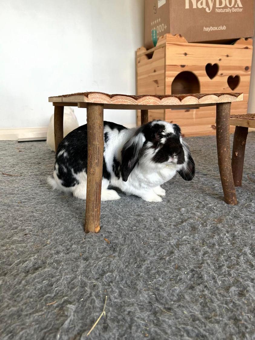 Natural Wood Shelter (Table)