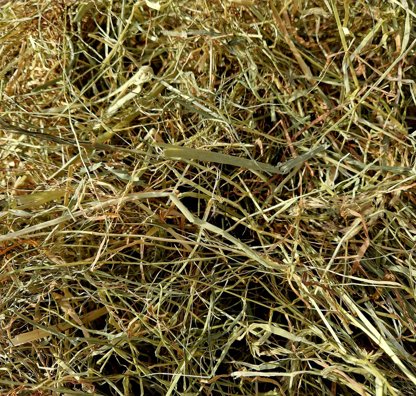 Wild About Bunnies Hay Samples