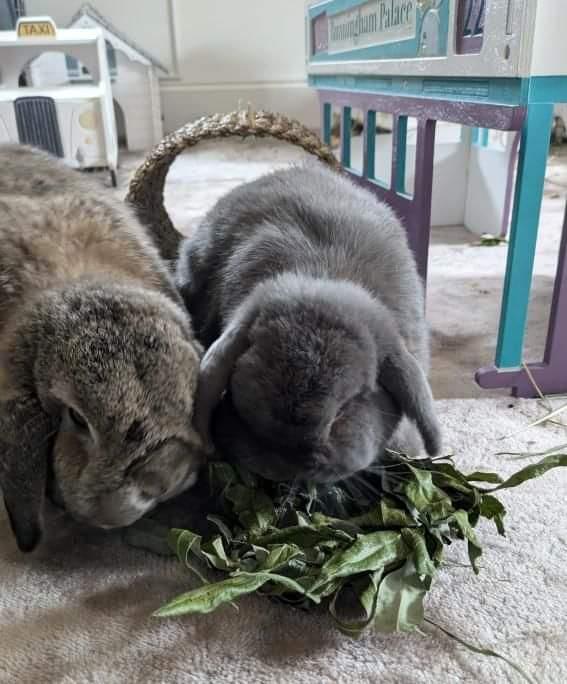 Willow Wreath