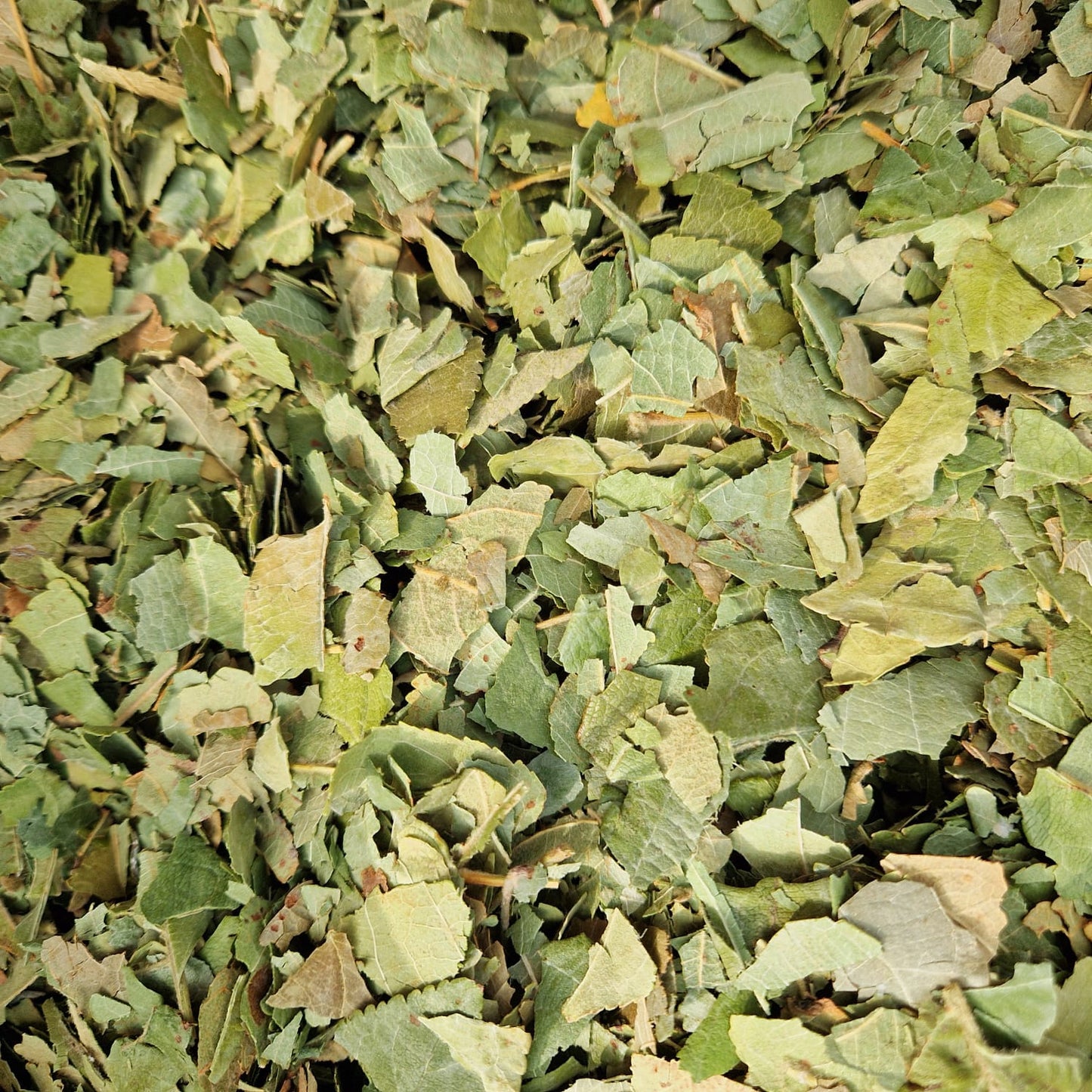 Apple Leaves (smaller leaves)