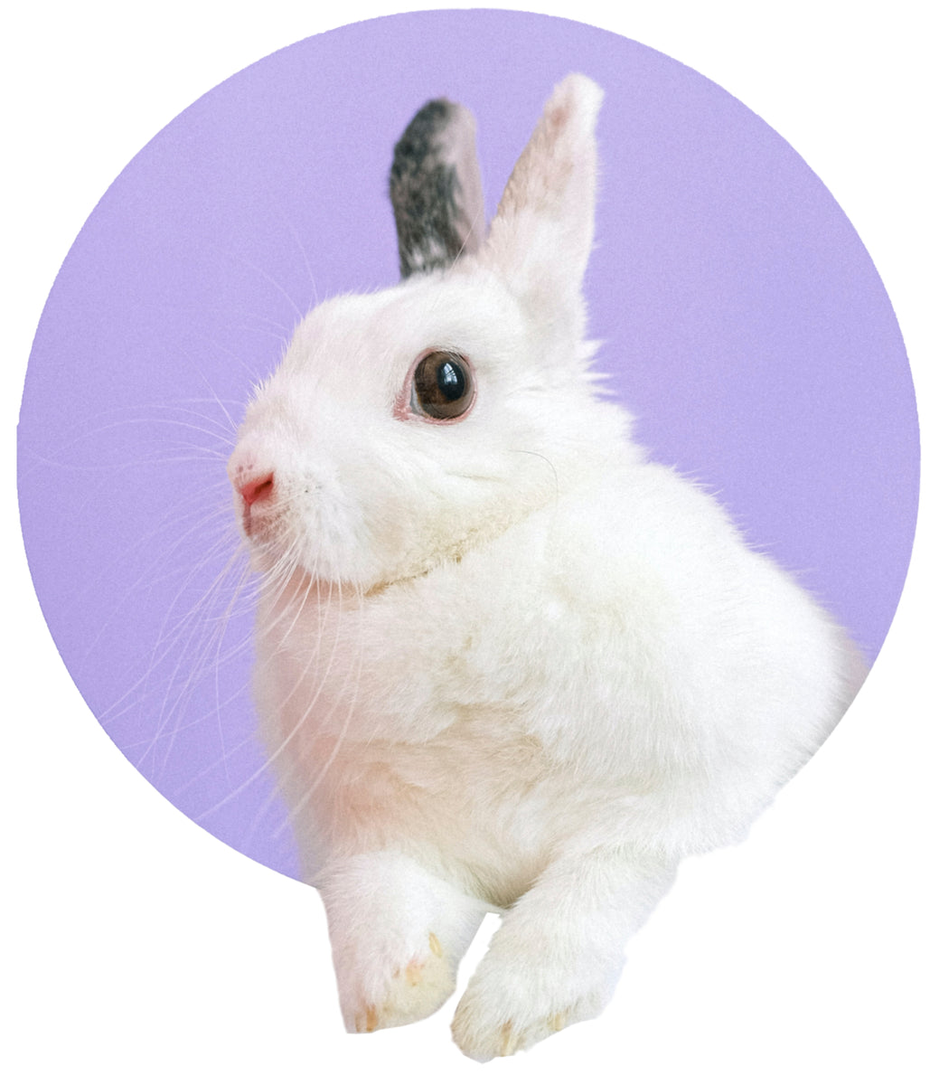 Wildlife officials warn about buying bunnies as Easter gifts | The Seattle  Times