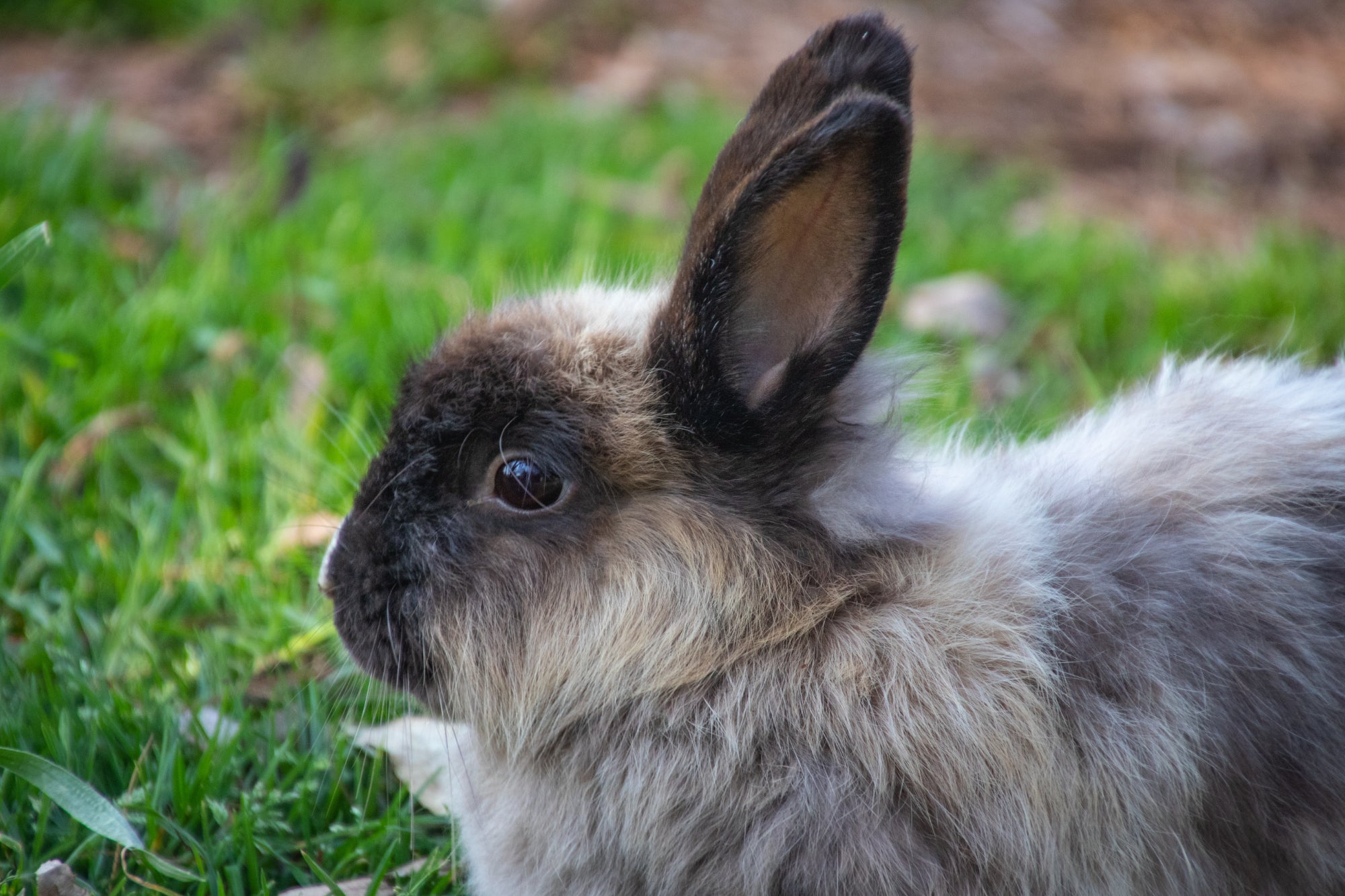 Wild About Bunnies product testers. 