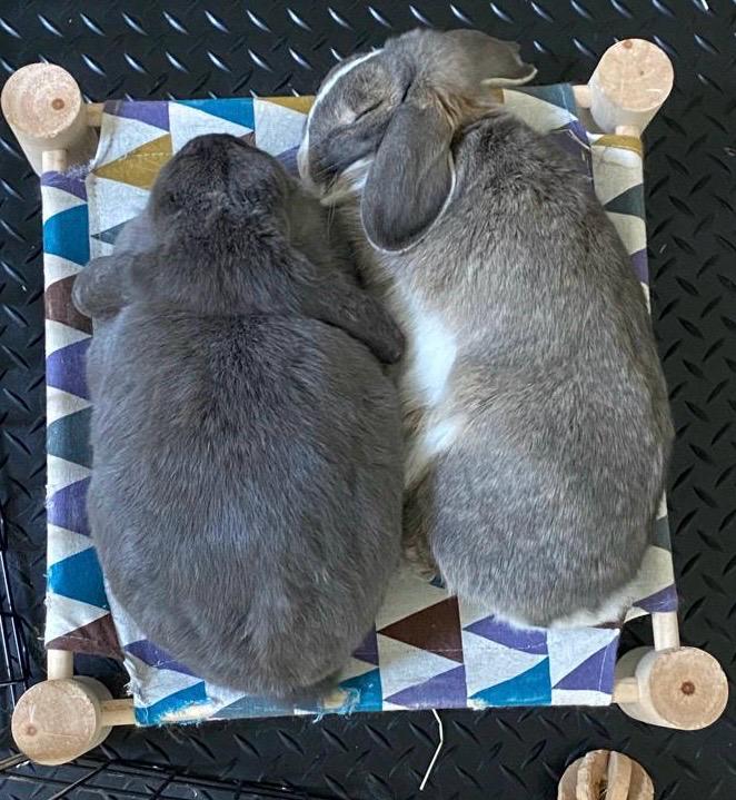 Rabbit Hammock