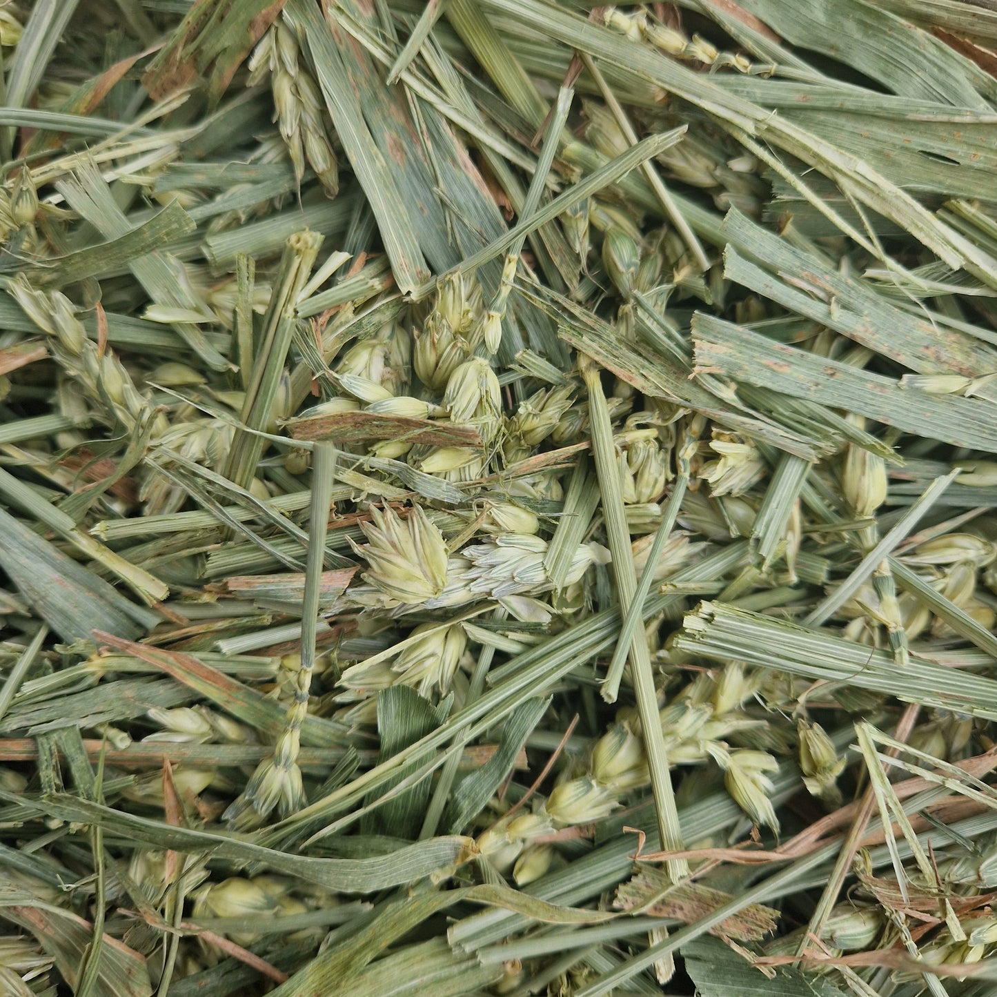 Green Wheat Forage